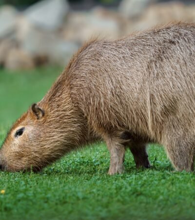 Capybara