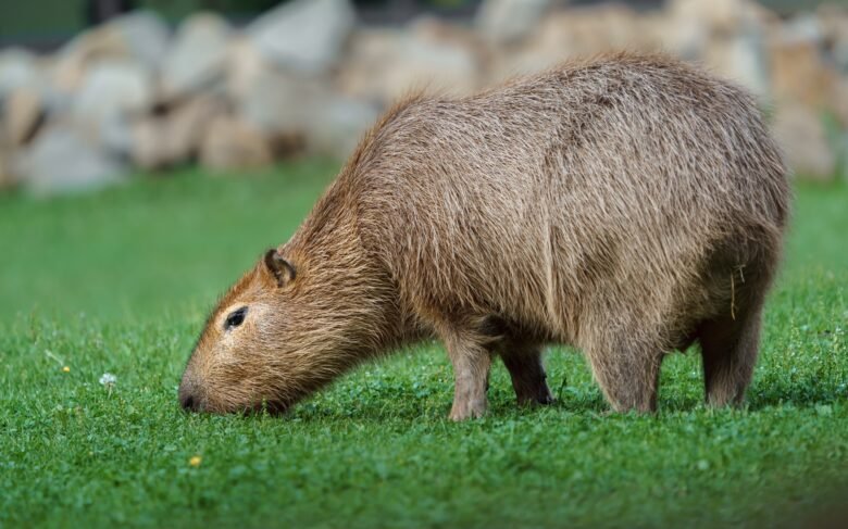 Capybara