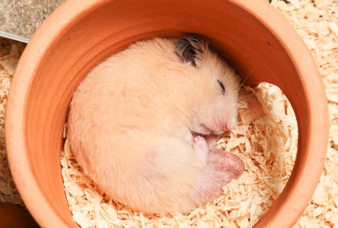 Hamster